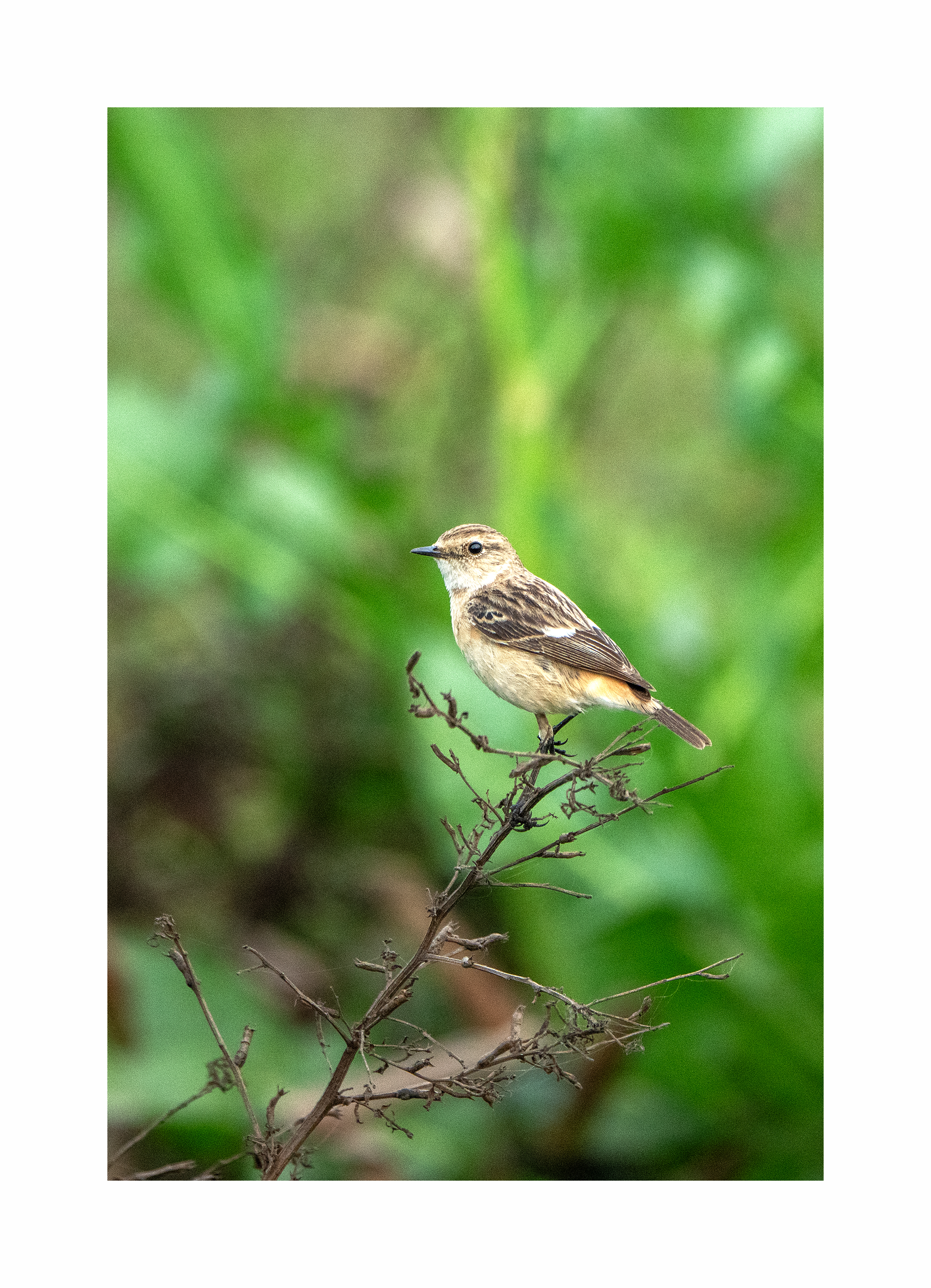 BPCL - Bina Biodiversity Study 28